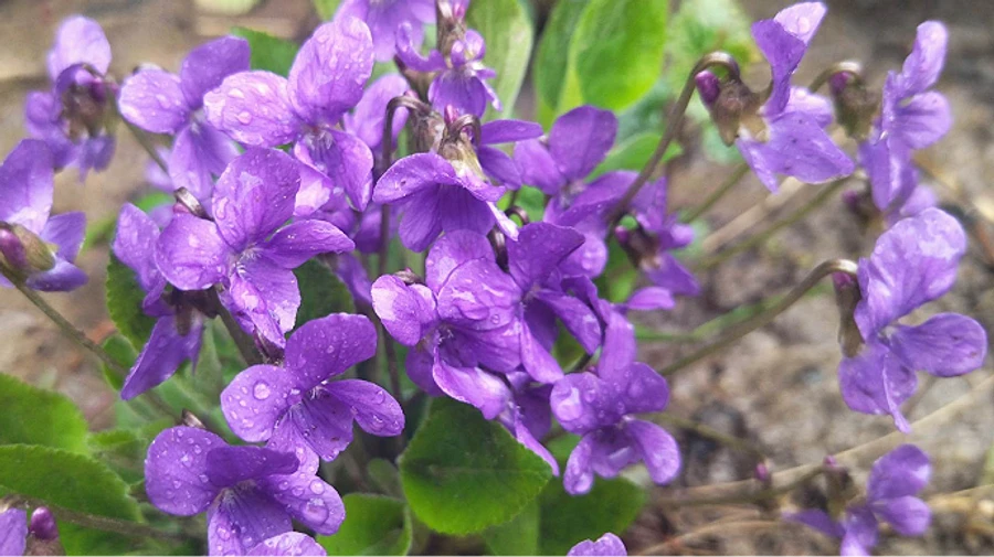 Після дощів у четвер синоптики обіцяють потепління 