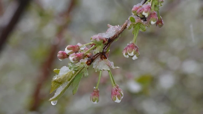 В Україні дощитиме, а з неділі прогнозують заморозки