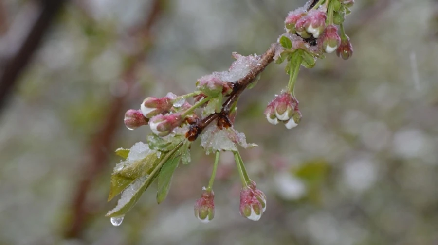 В Украине будет дождливо, а с воскресенья прогнозируют заморозки