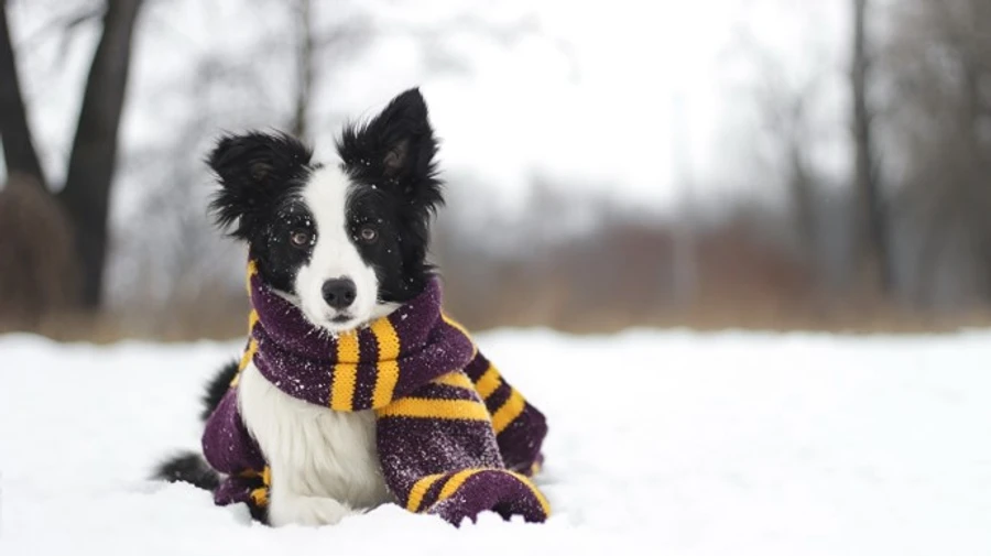 Снігопади та сильні морози відступають