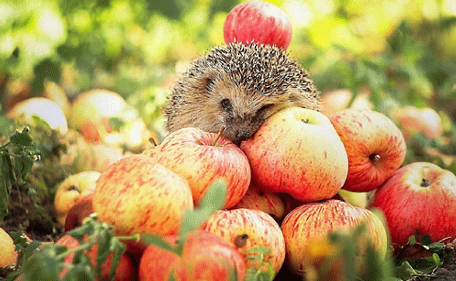 Синоптики кажуть, що найближчі дні будуть помірно теплими