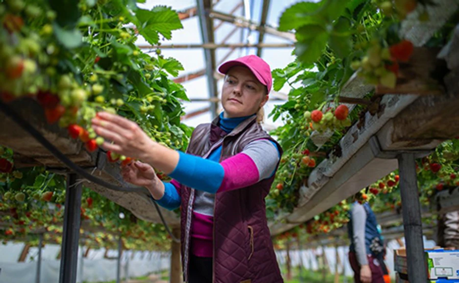 Финское посольство опровергает информацию о чартерах для украинцев