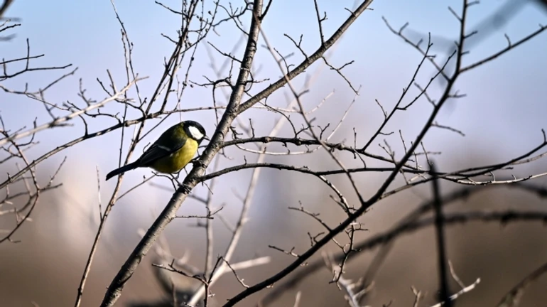 В Киев пришла метеорологическая весна, зима была самой короткой