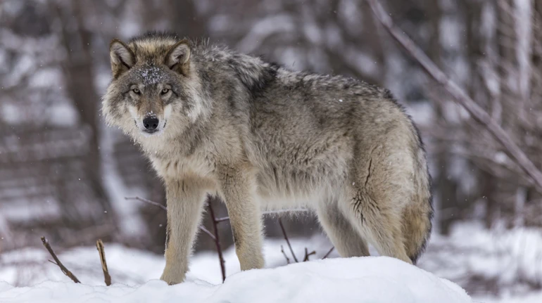 В двух областях будут отстреливать диких волков, лисиц и шакалов: их количество критически возросло