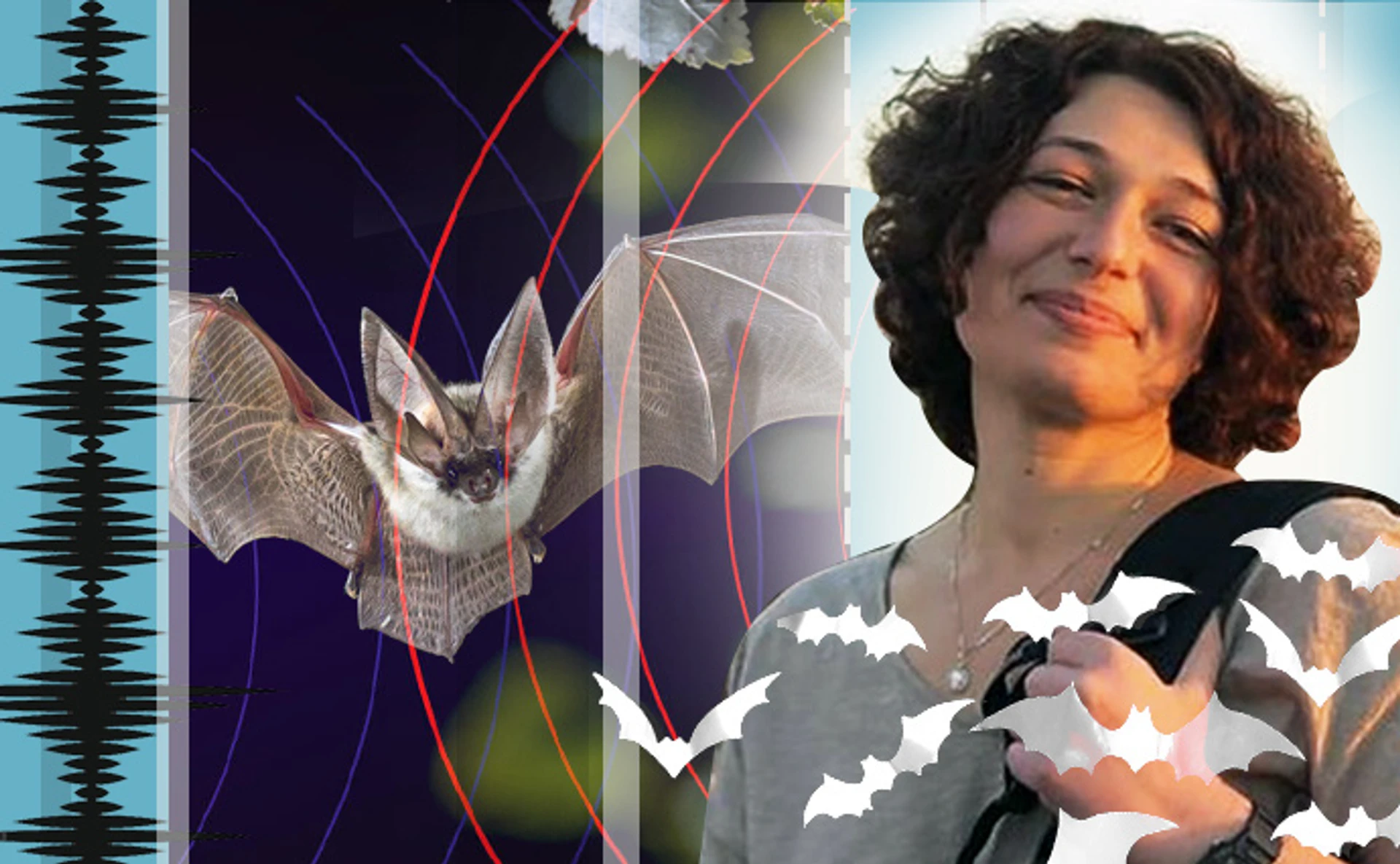 Обережно: звірі в повітрі. Чому люди справді небезпечні для кажанів 