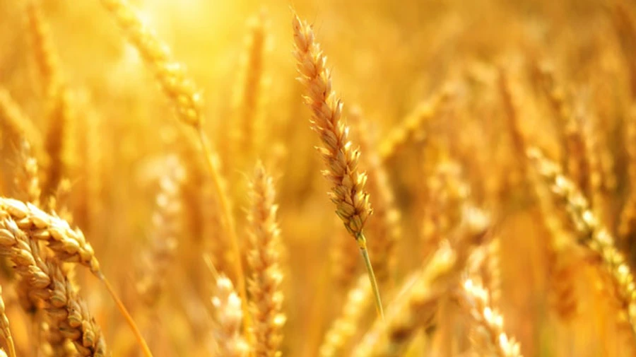 Poland threatens to close border with Ukraine if EU doesn't extend grain ban – Polish Prime Minister