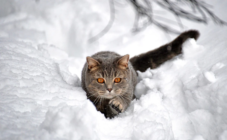 Гололедица и метели: синоптики предупредили о плохой погоде