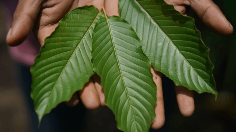 Чай, но наркотик. Что такое кратом и почему его ограничили в Украине