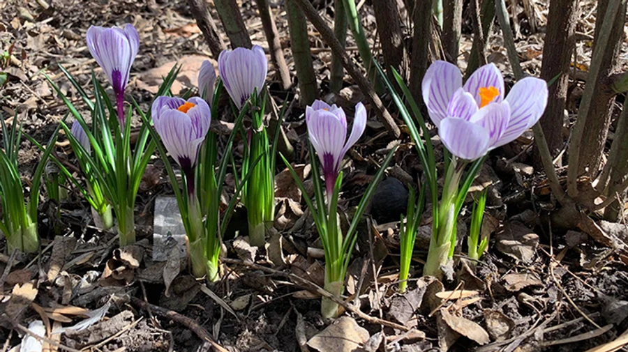 Тепло і переважно сонячно: в Україні ідеальні весняні вихідні