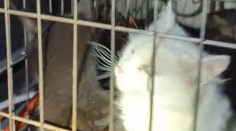 Дело о 50 замученных животных на Киевщине: волонтерку задержали и взяли под стражу