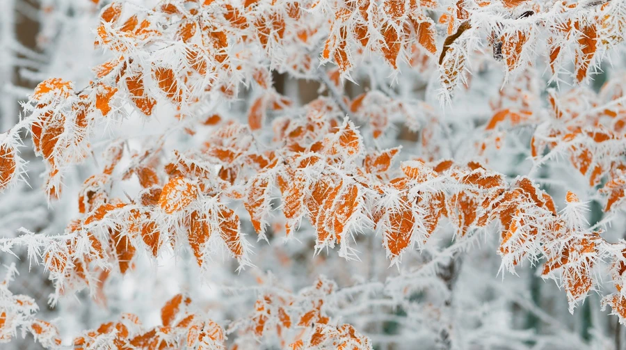 February will bring frosts to -26° - the weather forecast for the coming days