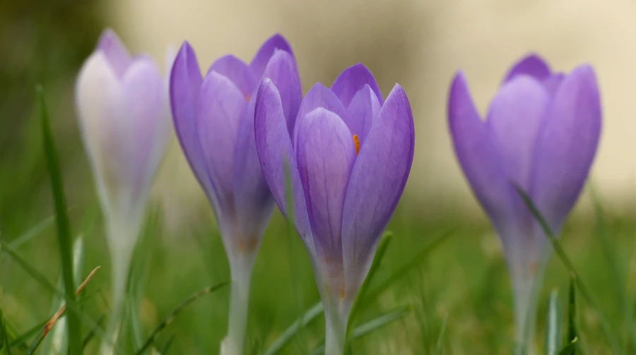 У понеділок в Україні до 15° тепла