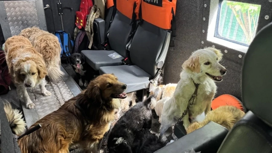 Woman living alone on her street evacuated with 12 dogs from Sumy Oblast