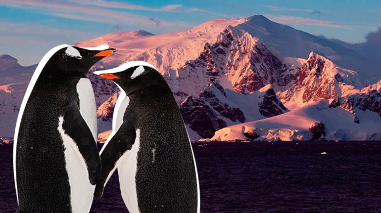 Крижаний континент і пінгвіни, яких не можна обіймати. Що ви знаєте про Антарктику? ТЕСТ