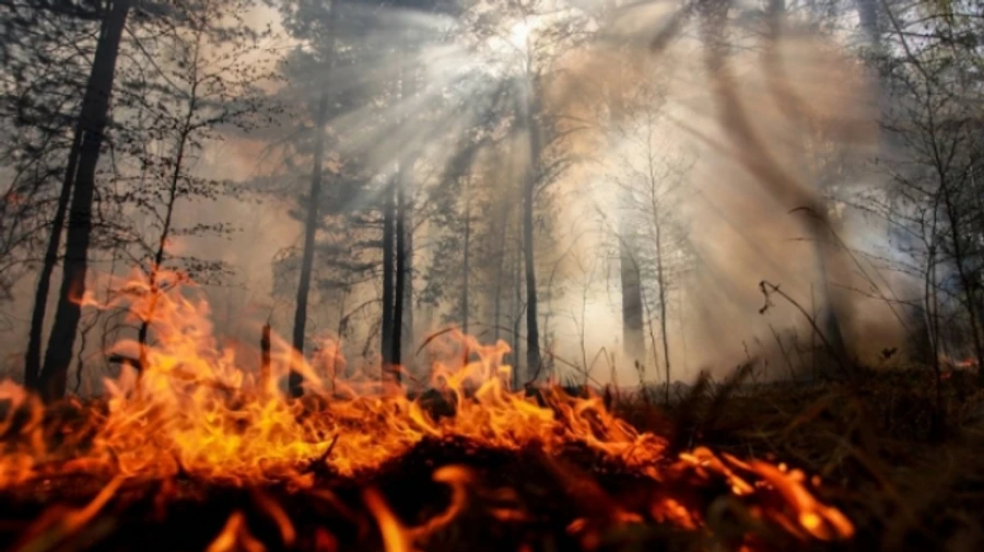В Сибири пожары тушат заключенные, пока все военные на войне в Украине
