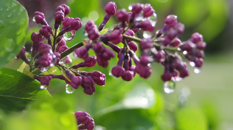 В Украину идут дожди и грозы