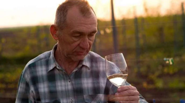 Поділля в бокалі: як вирощують виноград на Хмельниччині