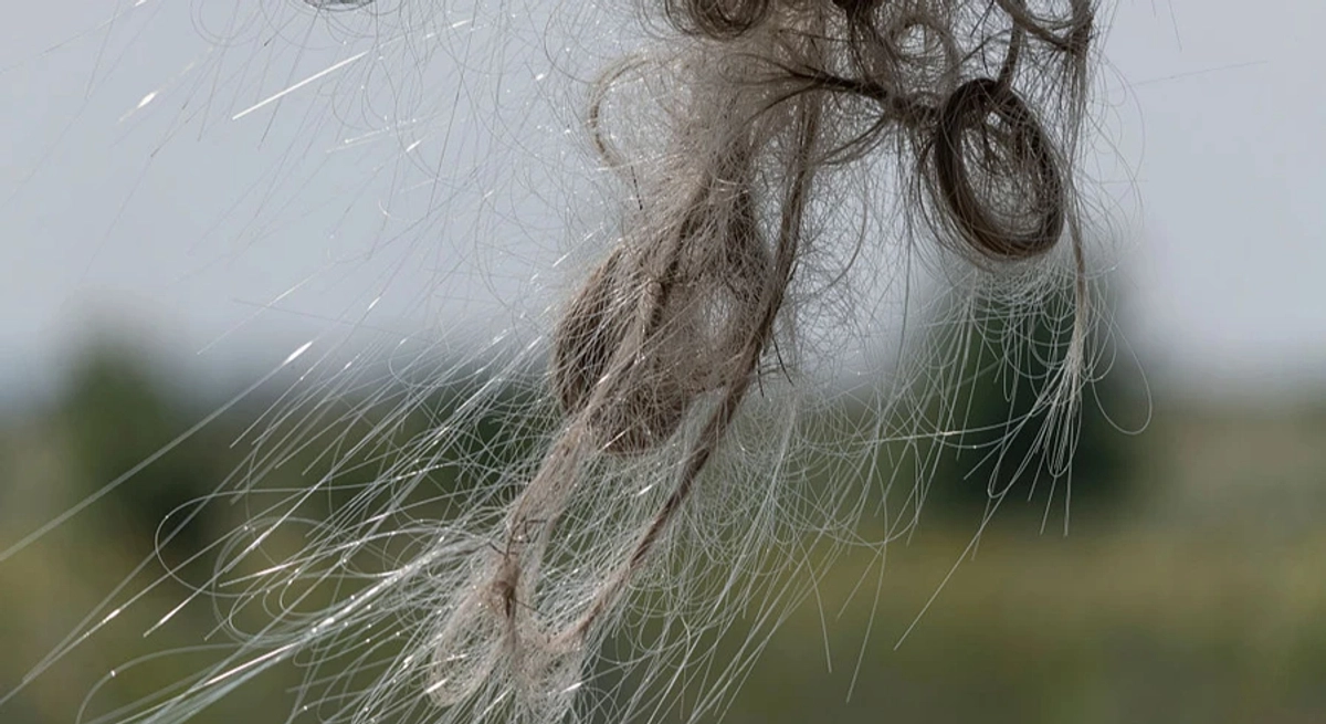 Glass cobwebs in the fields: why fibre optics could become a problem for demining Ukraine