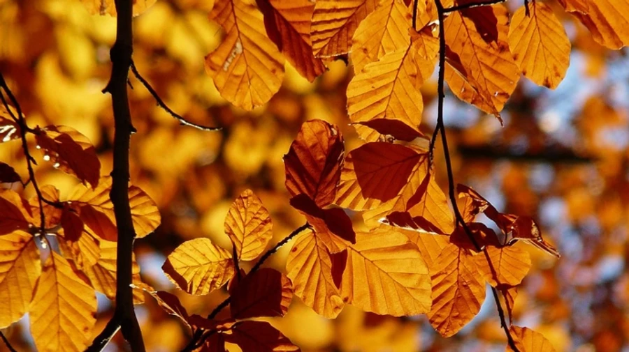 В Украине до конца недели будет тепло  