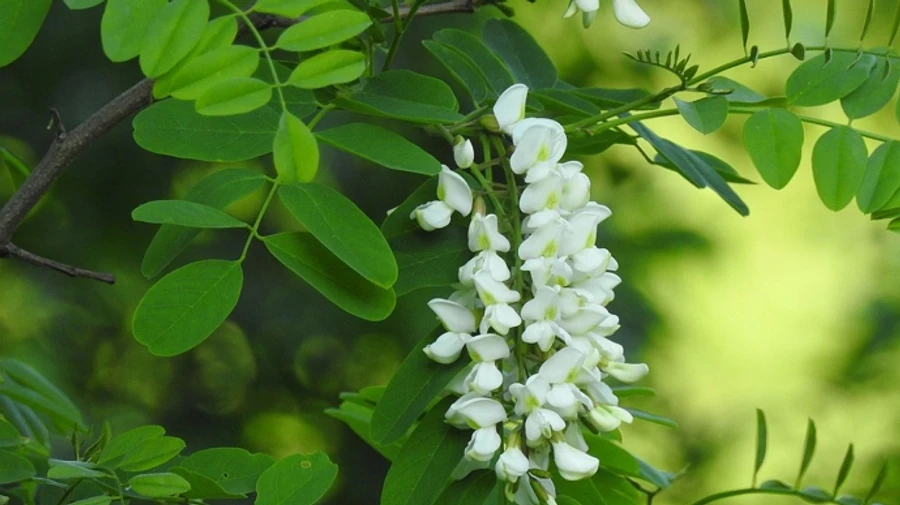 Конец апреля и начало мая будет без дождей 