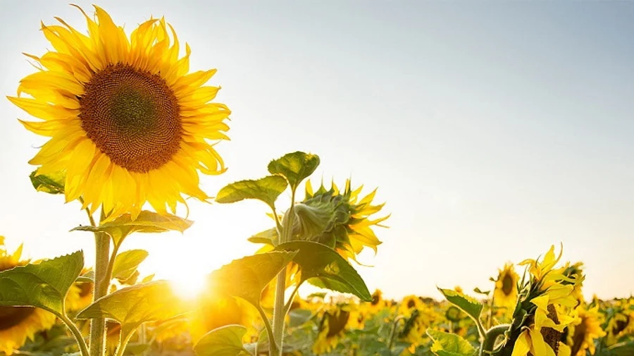 Bulgaria bans import of Ukrainian sunflower seed for two months