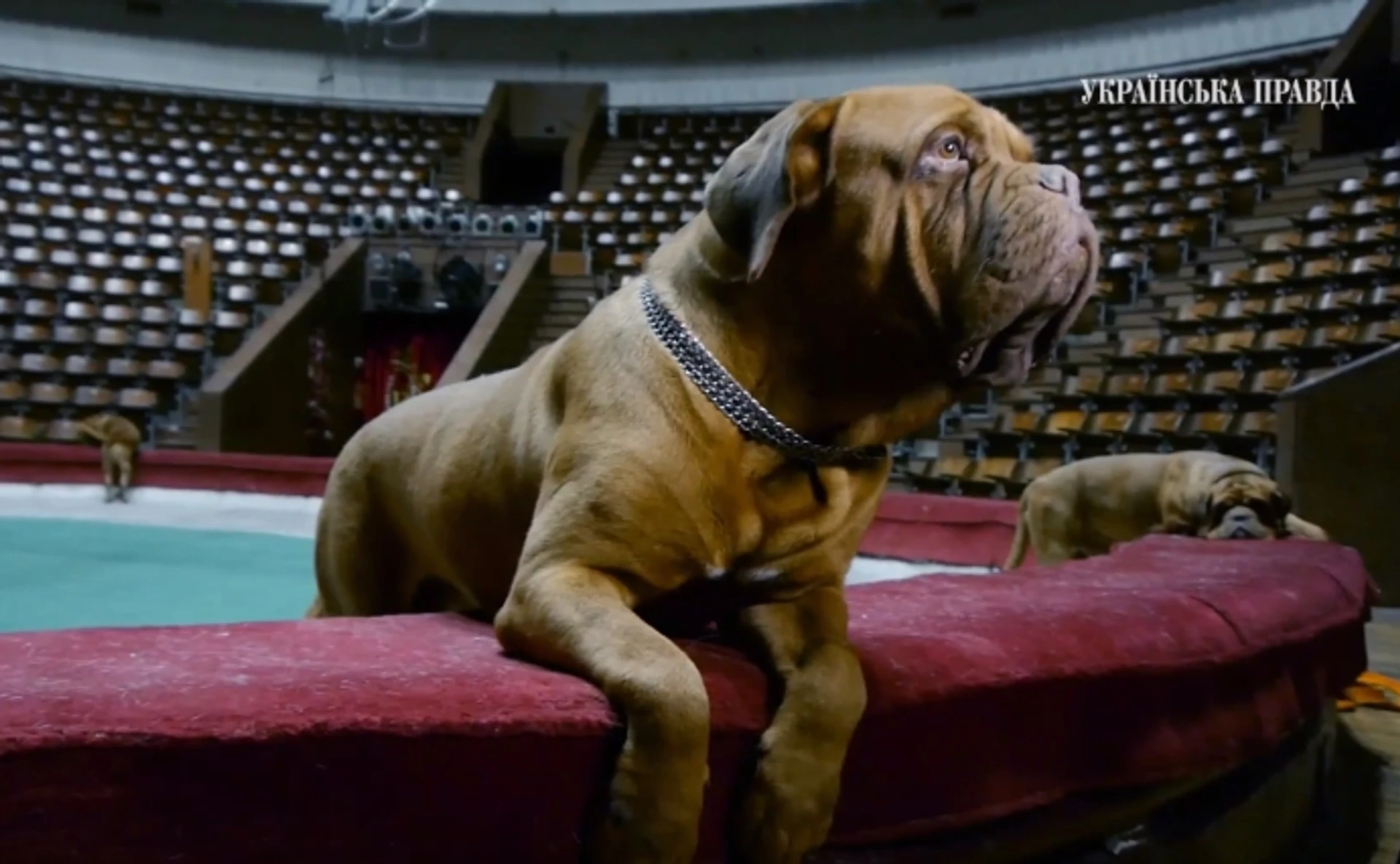 У яких умовах тримають тварин у Національному цирку