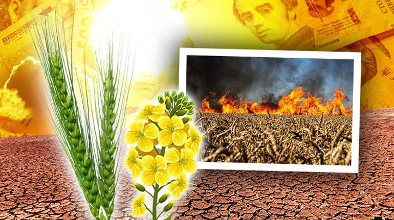 Жнива під тиском війни і погоди: як посуха вплинула на врожайність на півдні