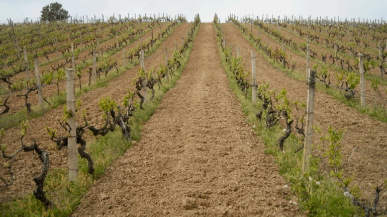 Наука та досвід поколінь. Як молодий винороб з Кідьоша повертає славу закарпатським винам