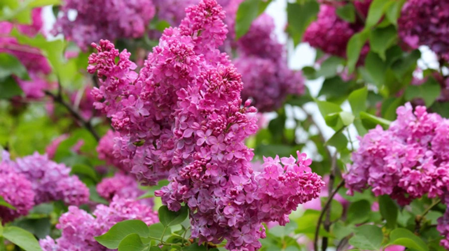 Синоптики розповіли, якої погоди чекати у травні