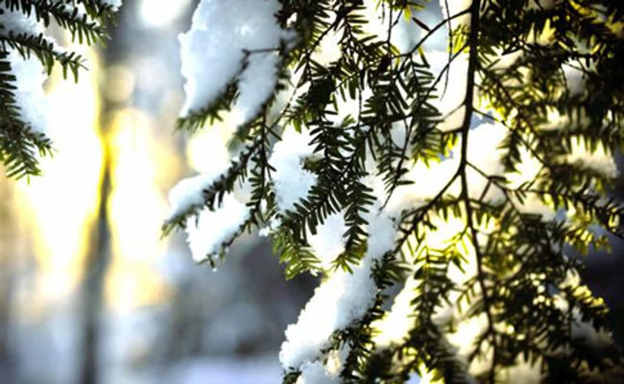 Вихідні в Україні – на всі синоптичні смаки: мороз, відлига, сонце