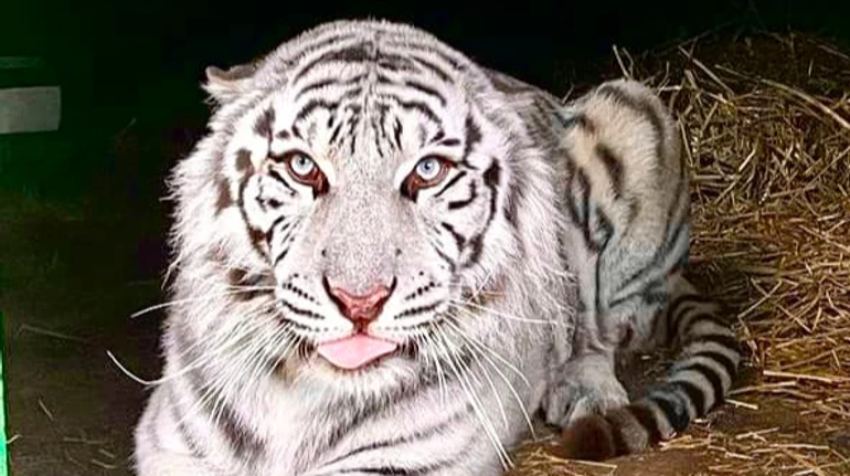 Ледь не помер під обстрілами: врятованого з Харківщини білого тигра евакуювали до Британії