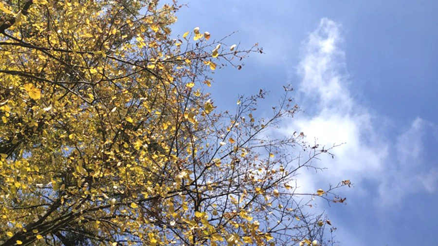 Сильный ветер принесет в Украину смену погоды