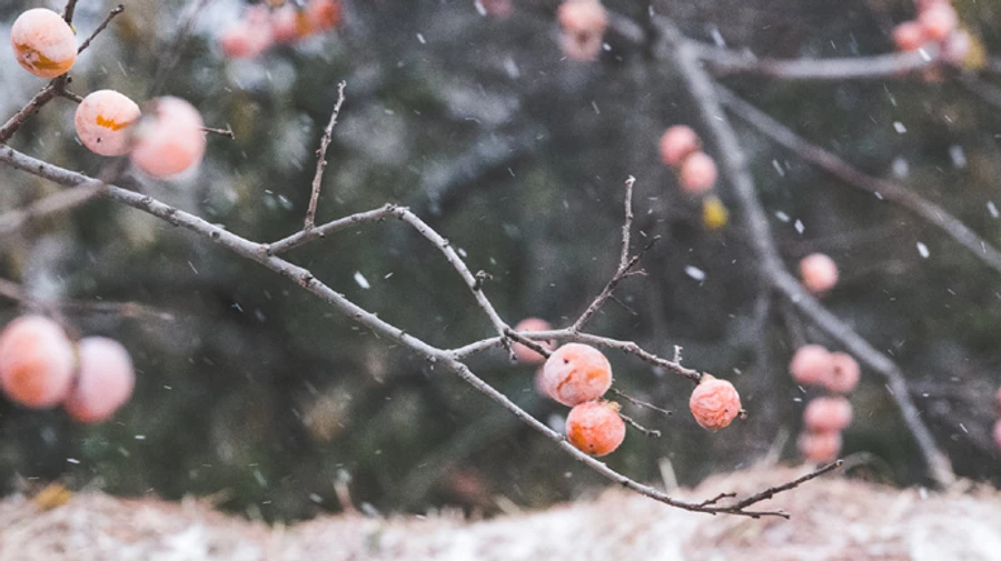 Снігопади в Україні вщухнуть, але морозець збережеться  