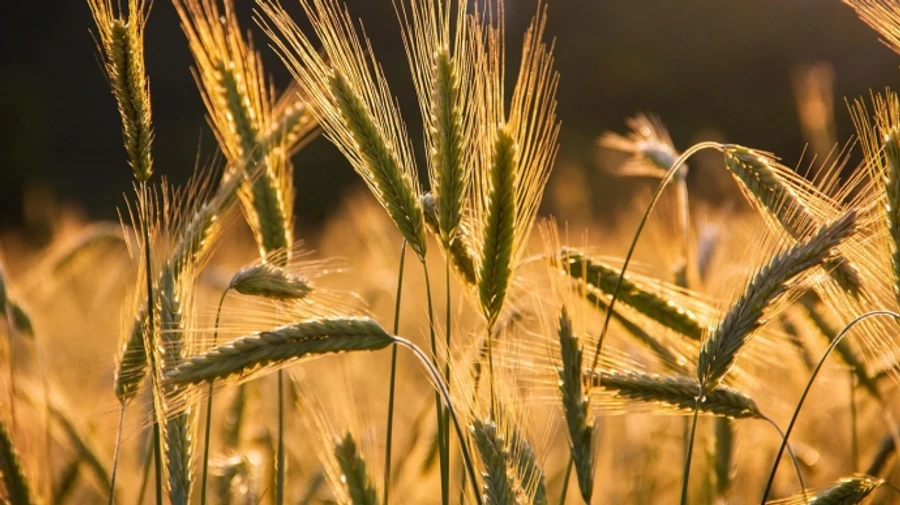 Council of EU to discuss restricting Ukrainian agricultural exports