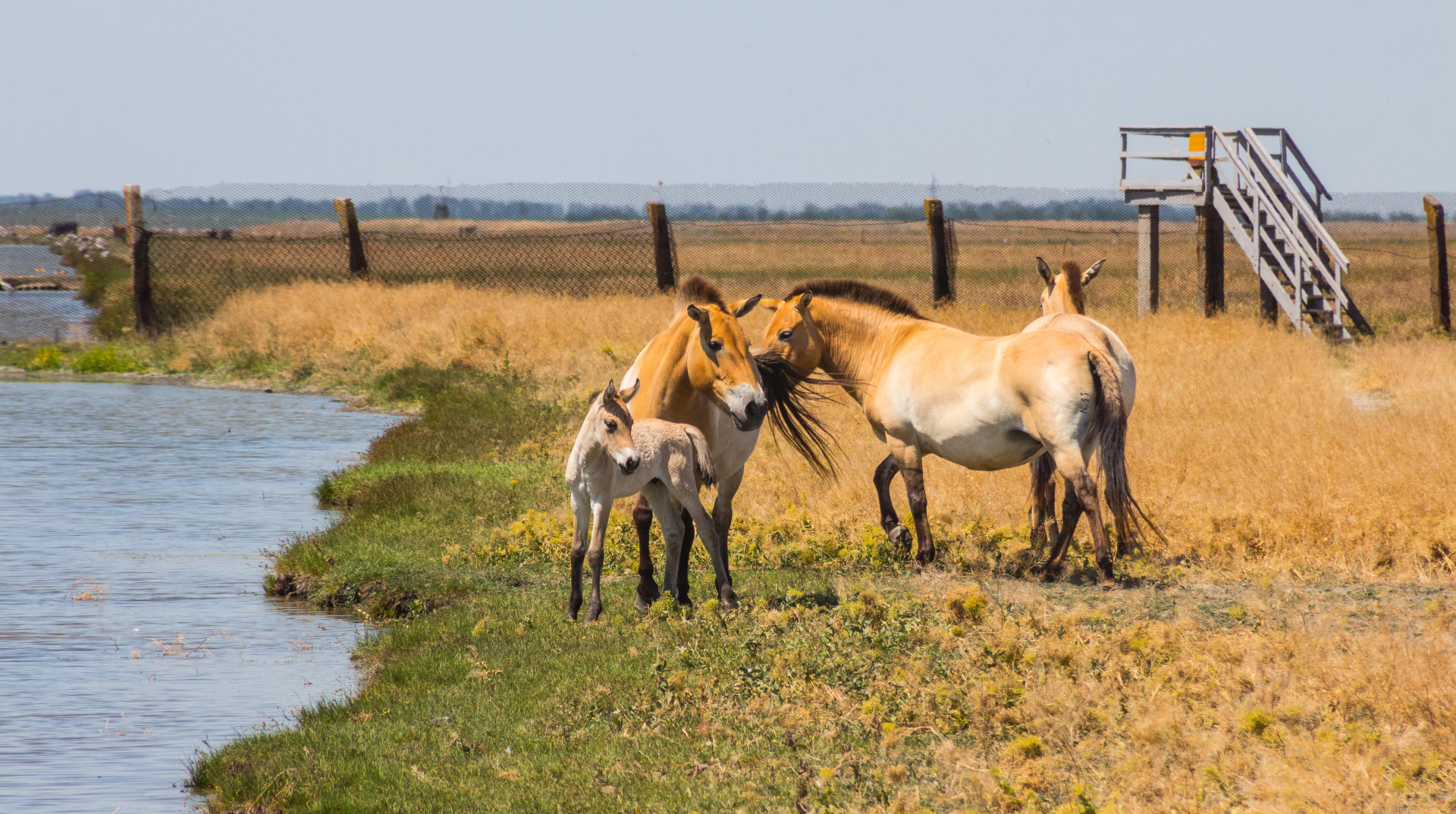 Ukrainian court sentences Russian-appointed director of Askania-Nova biosphere reserve to 15 years for relocation of animals