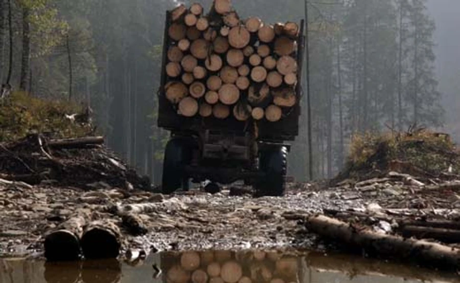 У Порошенка пояснили вето на закон про контрабанду лісу
