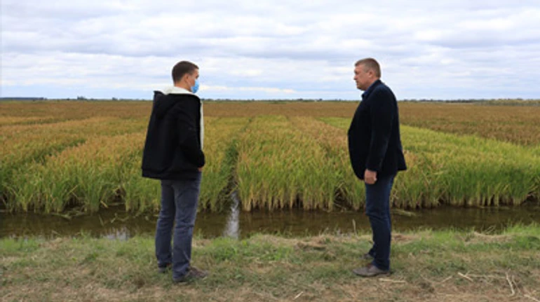 Біле золото півдня. Де і як вирощують рис в Україні