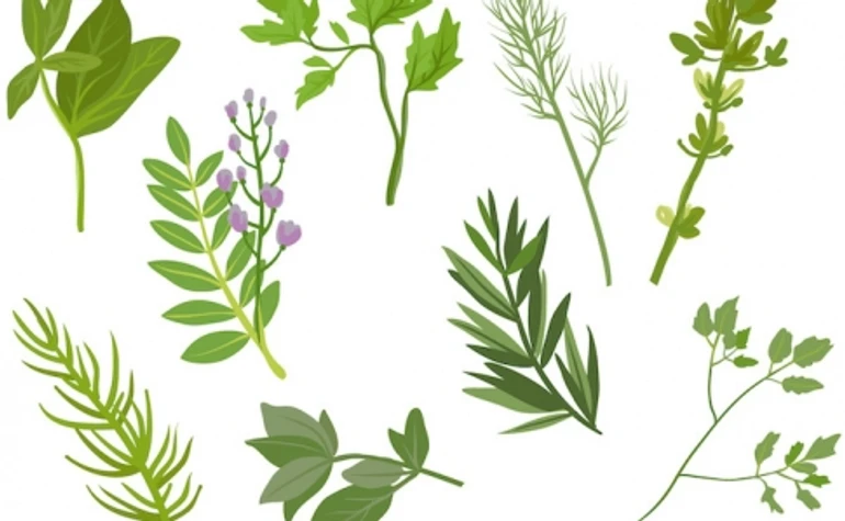 Трави та фітотерапія: що варто про це знати