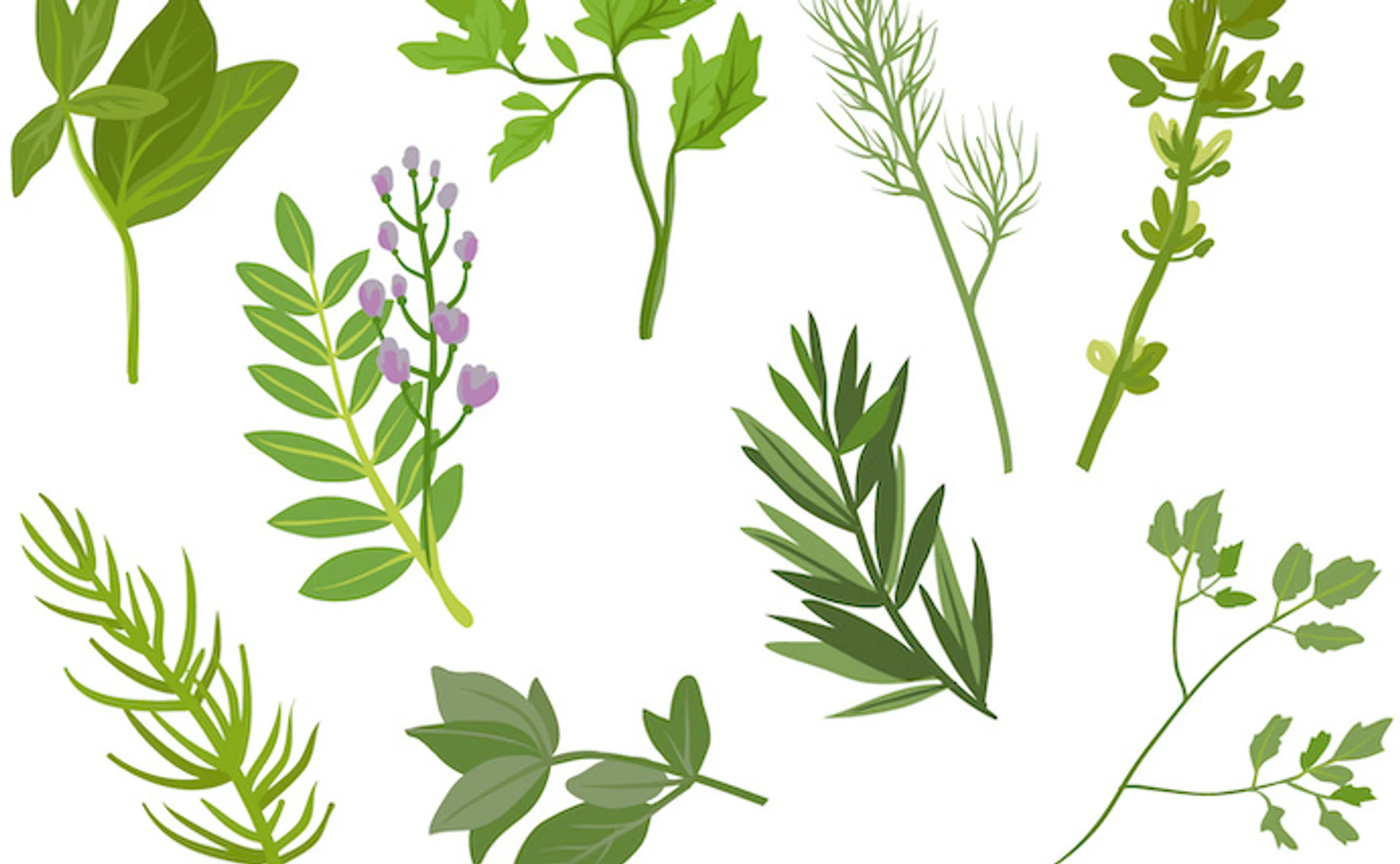 Травы и фитотерапия: что стоит об этом знать