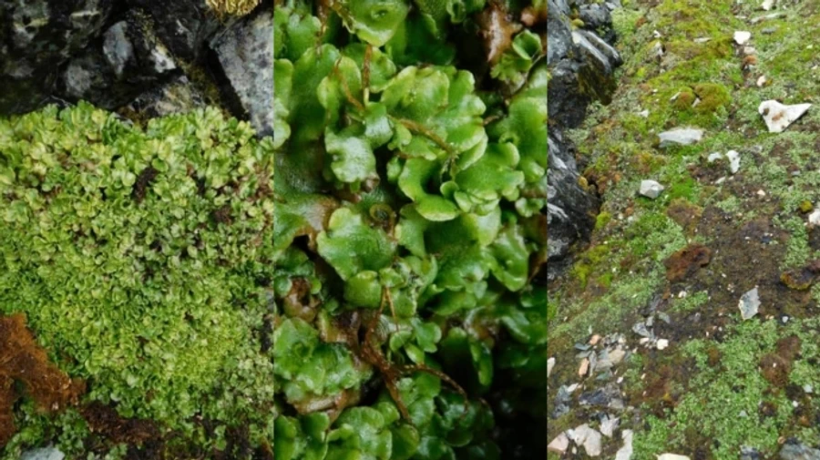 Ukrainian scientists find new plant in Antarctica