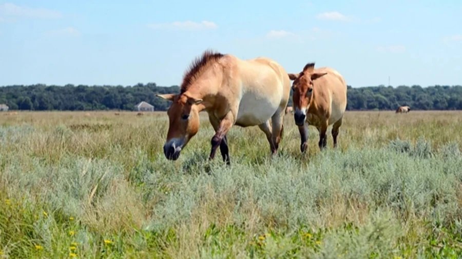 Ukraine tries Russian-appointed director of Askania-Nova biosphere reserve