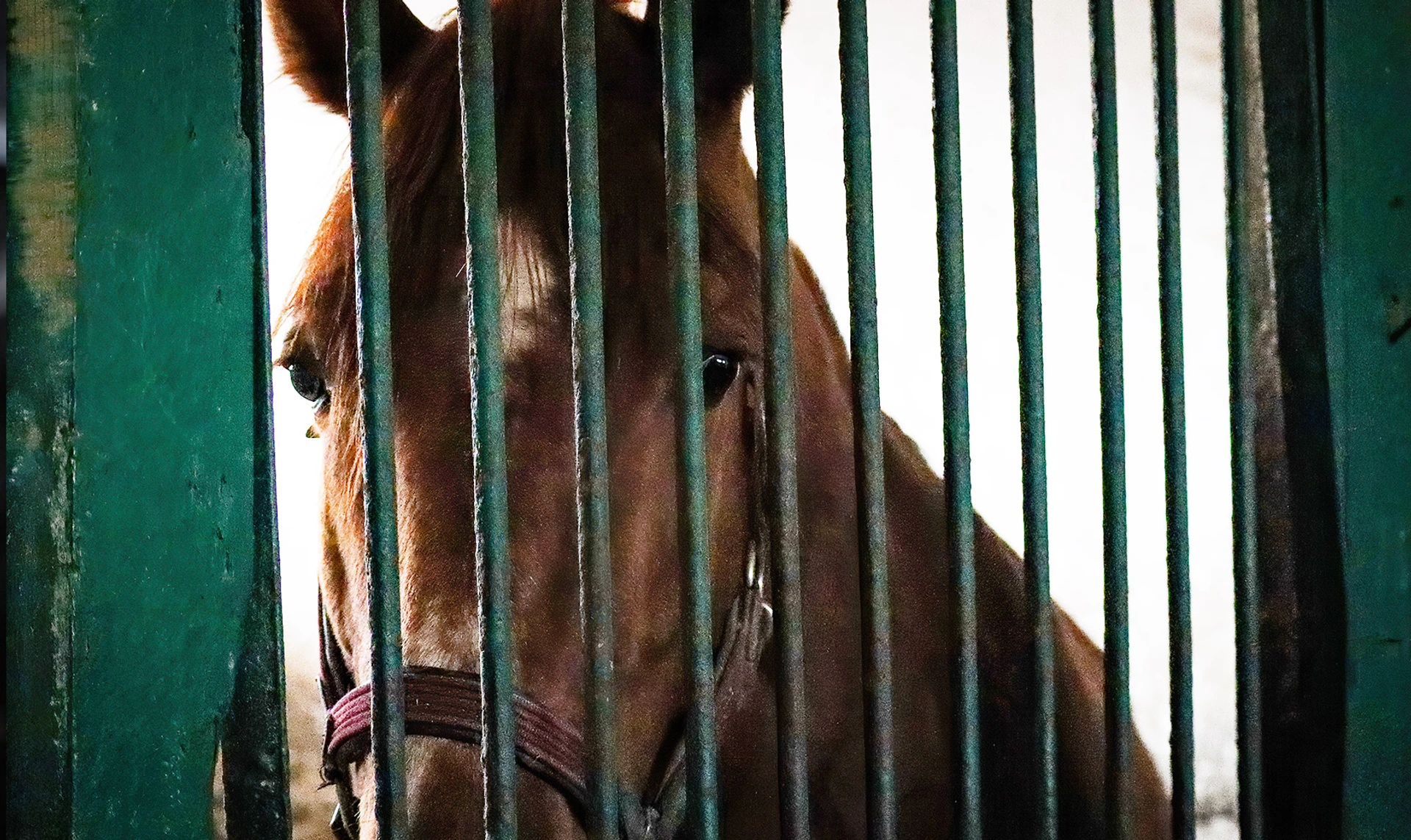 А если прилетит? То не повезло. Как выглядит война на столичном ипподроме