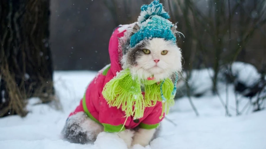 Февраль завершится похолоданием и сильным ветром