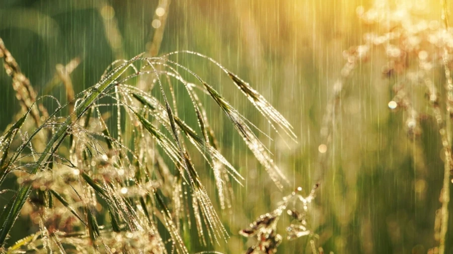 Часть Украины накроют дожди и грозы 