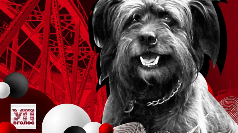 Гречневая каша со вкусом смерти. Как лохматый пес Кузя пережил оккупацию Ирпеня. Аудиоверсия