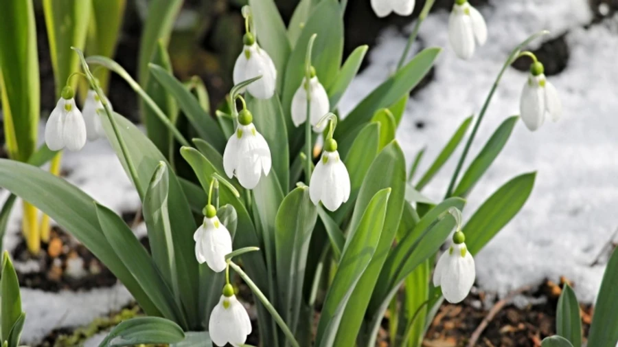У понеділок у низці областей мокрий сніг, вночі до 8° морозу