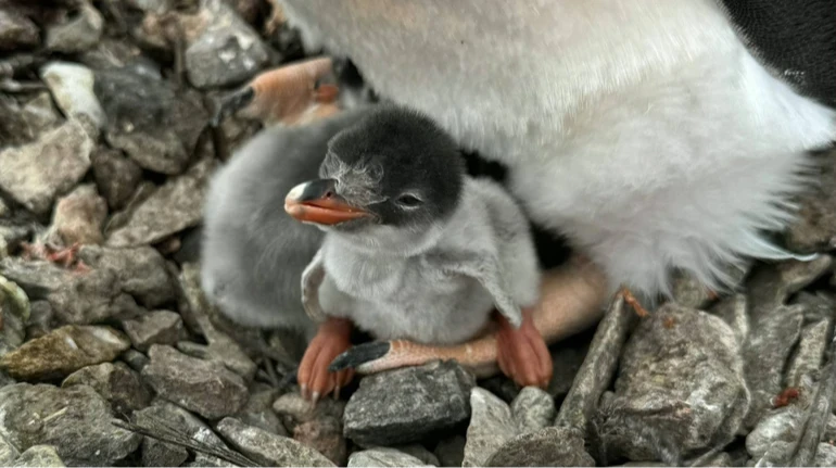 Біля Вернадського підростають перші пінгвінята: на острові вже майже 1200 малюків