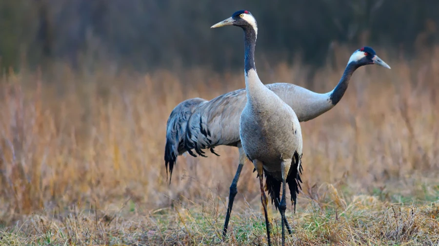 На Херсонщині знову сталася масова загибель птахів