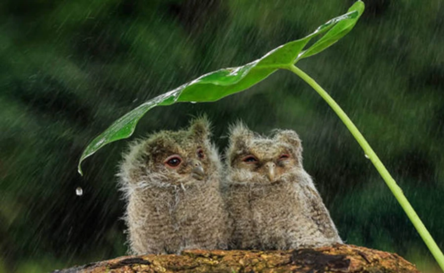 Будет лить как из ведра: синоптики сделали неутешительный прогноз