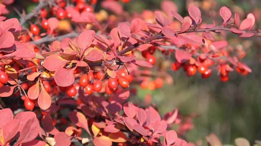 У суботу в Україні без опадів, у неділю на заході пройдуть дощі